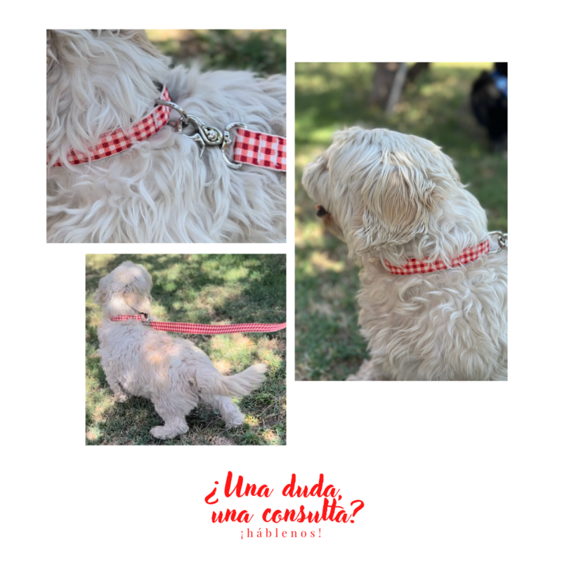 Collar reciclado para perro  - Cuadrille rojo - Imagen 2